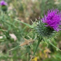 Cirsium vulgare (Spear Thistle) at Stromlo, ACT - 22 Feb 2022 by trevorpreston