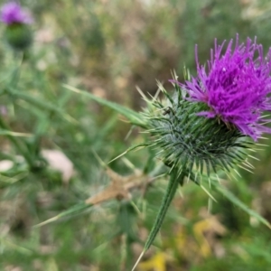 Cirsium vulgare at Stromlo, ACT - 22 Feb 2022