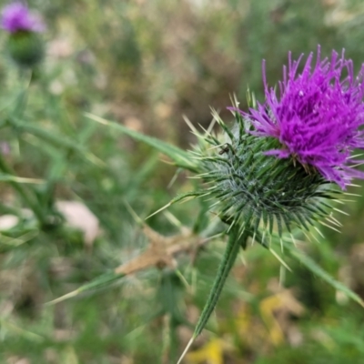 Cirsium vulgare (Spear Thistle) at Stromlo, ACT - 22 Feb 2022 by trevorpreston