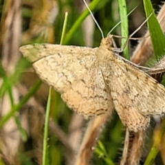 Scopula rubraria (Reddish Wave, Plantain Moth) at Block 402 - 22 Feb 2022 by trevorpreston