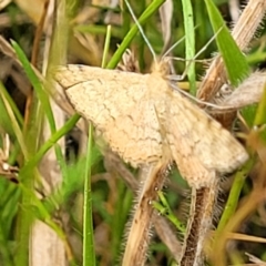 Scopula rubraria at Stromlo, ACT - 22 Feb 2022