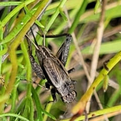 Bobilla sp. (genus) (A Small field cricket) at Stromlo, ACT - 22 Feb 2022 by trevorpreston