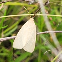 Heliocheilus (genus) (Heliothine moths) at Stromlo, ACT - 22 Feb 2022 by trevorpreston