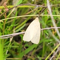 Heliocheilus (genus) at Stromlo, ACT - 22 Feb 2022 03:48 PM