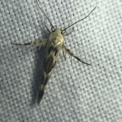 Stathmopoda melanochra (An Oecophorid moth (Eriococcus caterpillar)) at Hughes Garran Woodland - 20 Feb 2022 by Tapirlord