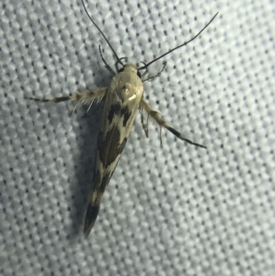 Stathmopoda melanochra (An Oecophorid moth (Eriococcus caterpillar)) at Garran, ACT - 20 Feb 2022 by Tapirlord