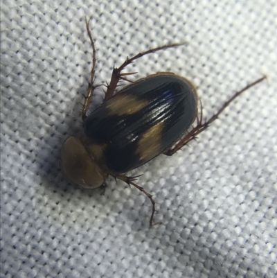 Phyllotocus bimaculatus (Nectar scarab) at Hughes Garran Woodland - 20 Feb 2022 by Tapirlord