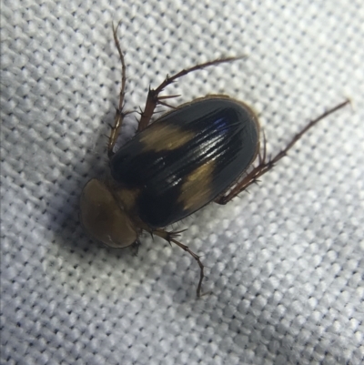 Phyllotocus bimaculatus (Nectar scarab) at Red Hill to Yarralumla Creek - 20 Feb 2022 by Tapirlord