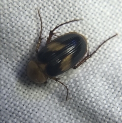 Phyllotocus bimaculatus (Nectar scarab) at Garran, ACT - 20 Feb 2022 by Tapirlord