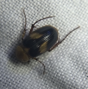 Phyllotocus bimaculatus at Garran, ACT - 20 Feb 2022