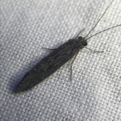 Trichoptera sp. (order) (Unidentified Caddisfly) at Hughes Garran Woodland - 20 Feb 2022 by Tapirlord