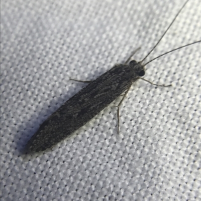 Trichoptera sp. (order) (Unidentified Caddisfly) at Red Hill to Yarralumla Creek - 20 Feb 2022 by Tapirlord