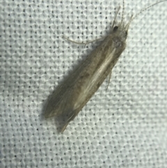 Hydropsychidae sp. (family) (Net-spinning caddisfly) at Garran, ACT - 20 Feb 2022 by Tapirlord