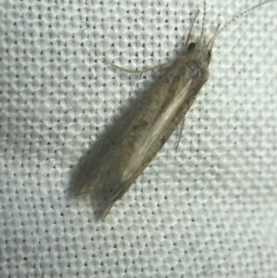 Hydropsychidae sp. (family) (Net-spinning caddisfly) at Hughes Garran Woodland - 20 Feb 2022 by Tapirlord