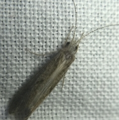 Hydropsychidae sp. (family) at Garran, ACT - 20 Feb 2022