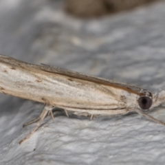 Culladia cuneiferellus (Crambinae moth) at Melba, ACT - 25 Dec 2021 by kasiaaus