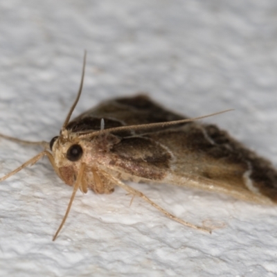 Pyralis farinalis (Meal Moth (Pyralinae) at Melba, ACT - 26 Dec 2021 by kasiaaus