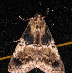 Orthaga thyrisalis (Teatree Web Moth) at Melba, ACT - 26 Dec 2021 by kasiaaus