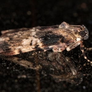 Orthaga thyrisalis at Melba, ACT - 26 Dec 2021 10:43 PM