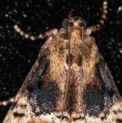 Orthaga thyrisalis at Melba, ACT - 26 Dec 2021 10:43 PM