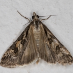 Nomophila corticalis (A Crambid moth (Spilomelinae) at Melba, ACT - 26 Dec 2021 by kasiaaus