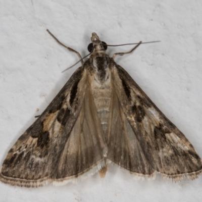 Nomophila corticalis (A Crambid moth (Spilomelinae) at Melba, ACT - 26 Dec 2021 by kasiaaus