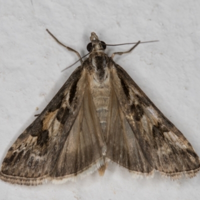 Nomophila corticalis (A Snout Moth) at Melba, ACT - 26 Dec 2021 by kasiaaus