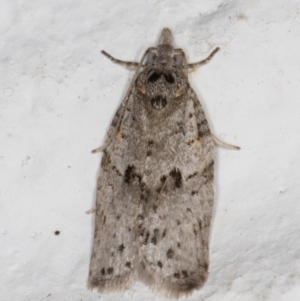 Isotenes miserana at Melba, ACT - 26 Dec 2021 10:51 PM