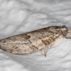 Isotenes miserana at Melba, ACT - 26 Dec 2021 10:51 PM