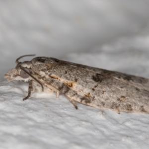 Isotenes miserana at Melba, ACT - 26 Dec 2021 10:51 PM