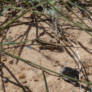 Macrotona australis at Molonglo Valley, ACT - suppressed