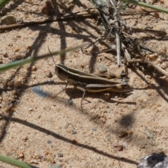 Macrotona australis at Molonglo Valley, ACT - suppressed