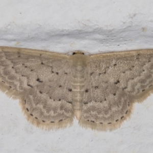 Idaea philocosma at Melba, ACT - 26 Dec 2021 11:50 PM