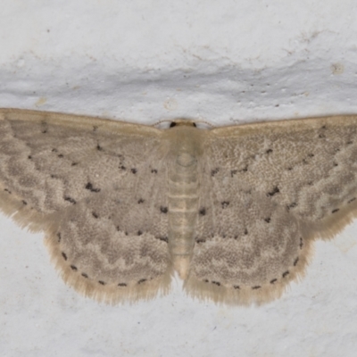 Idaea philocosma (Flecked Wave) at Melba, ACT - 26 Dec 2021 by kasiaaus