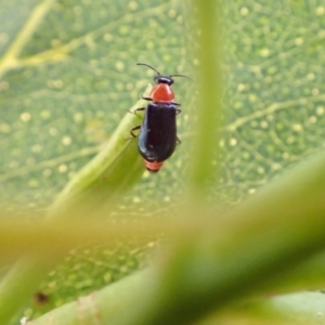 Hypattalus sp. (genus) at Murrumbateman, NSW - 19 Feb 2022 04:45 PM