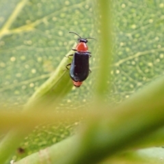 Hypattalus sp. (genus) (A soft-winged flower beetle) at Murrumbateman, NSW - 19 Feb 2022 by SimoneC
