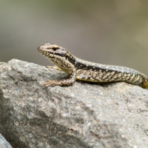 Eulamprus heatwolei at Coree, ACT - 4 Feb 2022