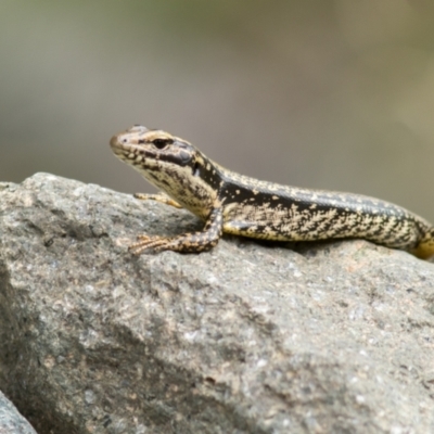 Eulamprus heatwolei (Yellow-bellied Water Skink) at Cotter Reserve - 4 Feb 2022 by Helberth