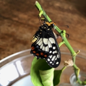 Papilio anactus at Aranda, ACT - 21 Feb 2022