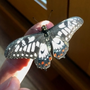 Papilio anactus at Aranda, ACT - 20 Feb 2022