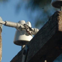 Papilio anactus at Aranda, ACT - 20 Feb 2022