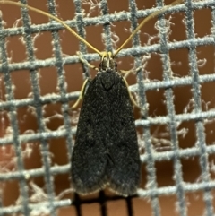 Lecithocera terrigena (Lecithocera terrigena) at QPRC LGA - 22 Feb 2022 by Steve_Bok