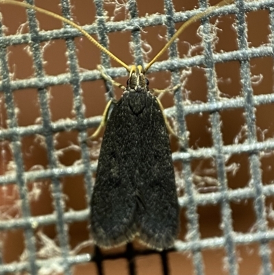 Lecithocera terrigena (Lecithocera terrigena) at Jerrabomberra, NSW - 22 Feb 2022 by Steve_Bok