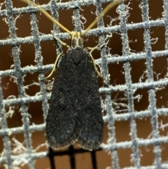 Lecithocera terrigena at Jerrabomberra, NSW - 22 Feb 2022