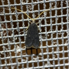 Lecithocera terrigena at Jerrabomberra, NSW - 22 Feb 2022