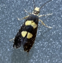 Glyphipterix chrysoplanetis (A Sedge Moth) at Jerrabomberra, NSW - 22 Feb 2022 by SteveBorkowskis