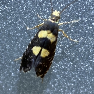 Glyphipterix chrysoplanetis (A Sedge Moth) at Jerrabomberra, NSW - 22 Feb 2022 by Steve_Bok