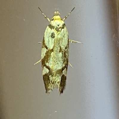 Oxythecta (genus) at Jerrabomberra, NSW - 22 Feb 2022 by SteveBorkowskis