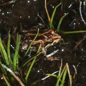 Crinia signifera at Thredbo, NSW - 21 Feb 2022 10:05 AM