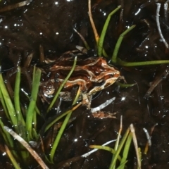 Crinia signifera (Common Eastern Froglet) at Thredbo, NSW - 20 Feb 2022 by jb2602